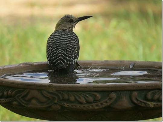 Immature_Goldenfronted_Woodpecker_Female