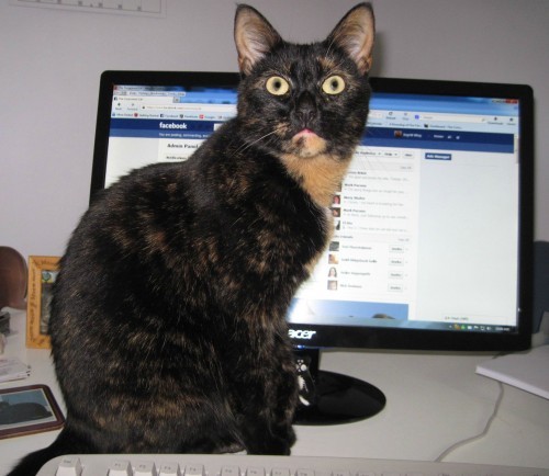 cat-computer