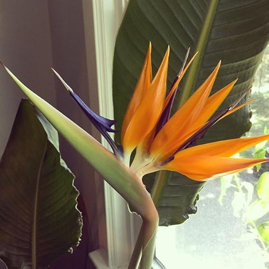 The bid of paradise is flowering again! #dailyphoto #ig2015 #365days