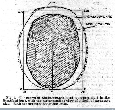Diagram comparing the skulls of Shakespeare and modern man