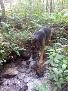 Drink from the creek