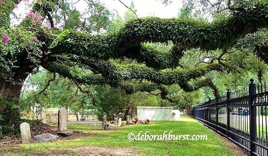 Covington cemetery oak watermark