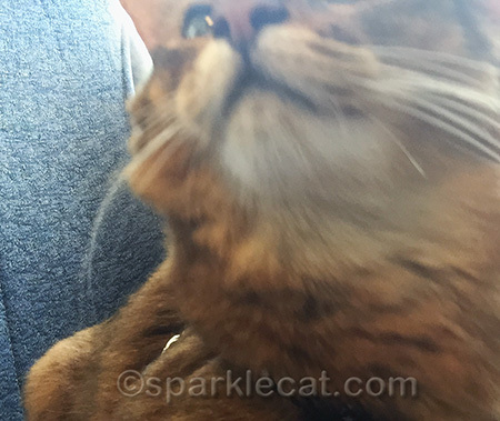 It always takes a little while to get the camera adjusted