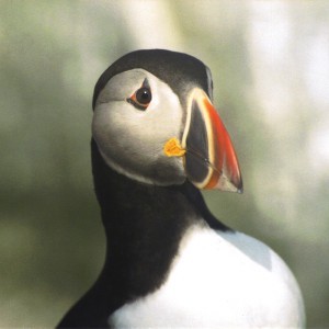 puffin2sm