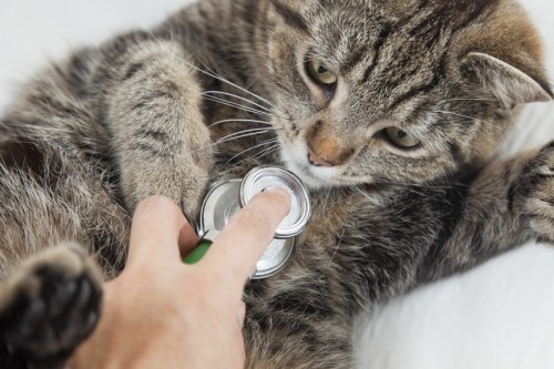 heart-murmurs-in-cats