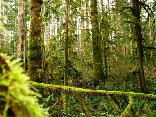Mossy Trees