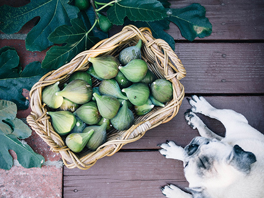 Fig harvest