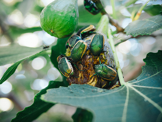 Fig beetles