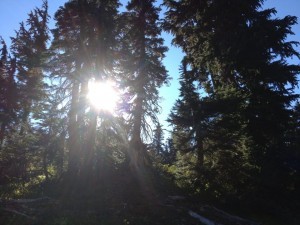 Trees