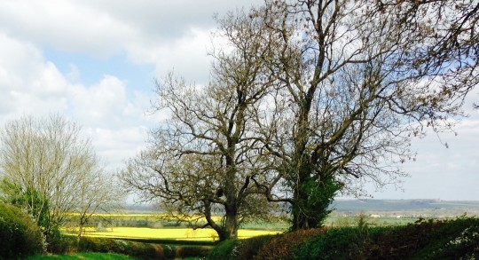 Cotswolds fields.