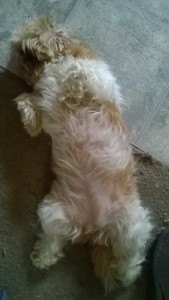 Lucy belly!