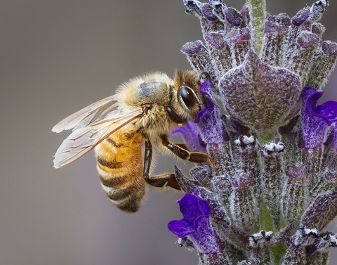Photo: Don't bee fooled: neonics are still toxic to honeybees 