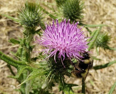 Photo: How to help bumblebees