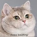 heavy breathing cat