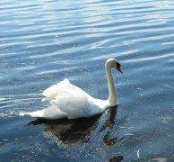 Mute Swan