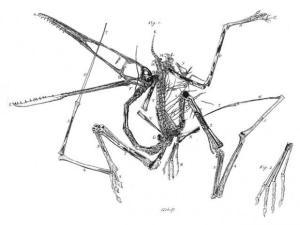 pterodactylus (1)