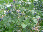 Nova Scotia blueberries
