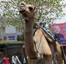 camel