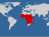 TseTse Fly And Bicycle Touring