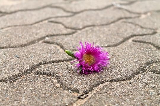 Create a beautiful life | www.OrganisingQueen.com