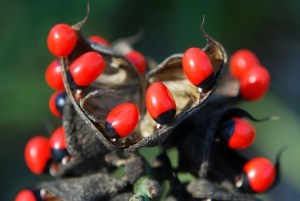 RosaryPeas