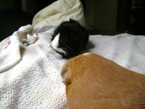 Thaddeus knows Pickles is not his soulmate, that would be Pammy, but they still enjoyed each other’s company without dramatic protestations and no prehistoric villages had to be slaughtered. 