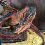 Smaug at the Weta booth