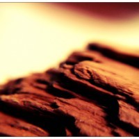 driftwood