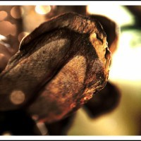 pine cone petal