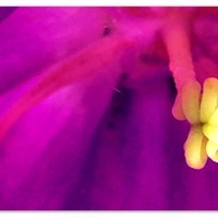 stamen