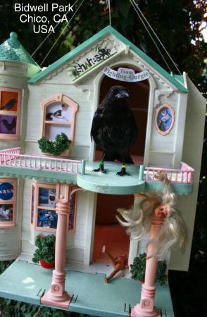 Birdhouse