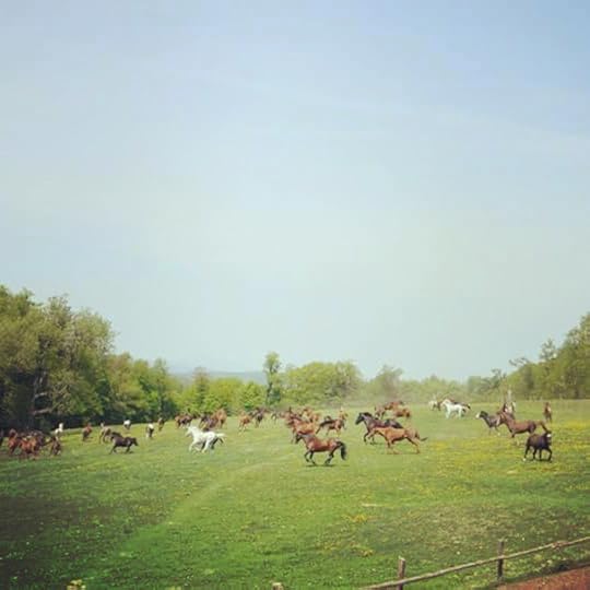 herd running