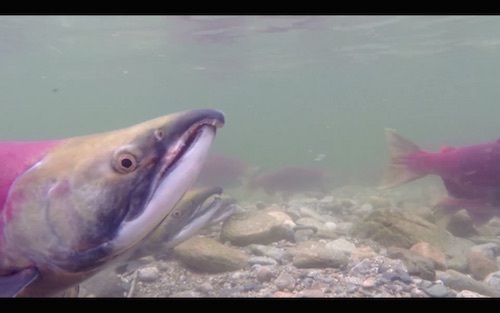 Sockeye Living Waters.jpg