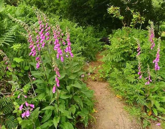 Foxgloves on the path