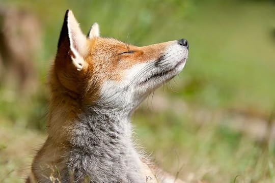 Rosie the Fox by Richard Bowler