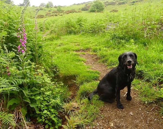 Tilly and the foxgloves