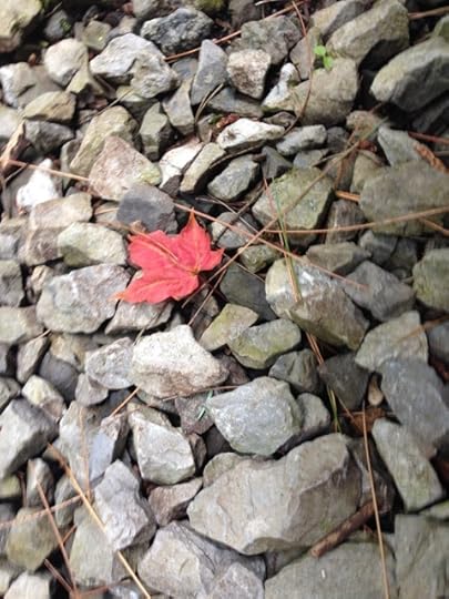 sorrow leaf on gravel
