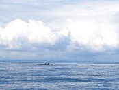 I took this in July 2014: killer whales off San Juan Island