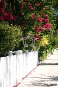 A WISH bushes