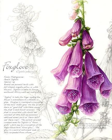 Foxglove by Christie Newman