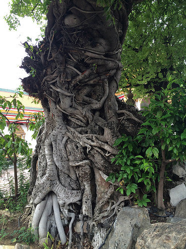 watphotree