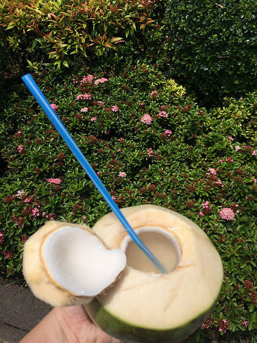coconut water