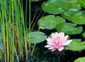 Lily's lily pond