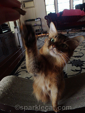 I'll high five all day for treats