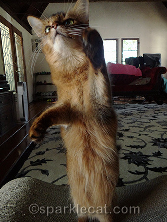 For Halloween, I am going to be a ferret.