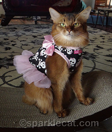 Confession - I also like chewing on the tulle.