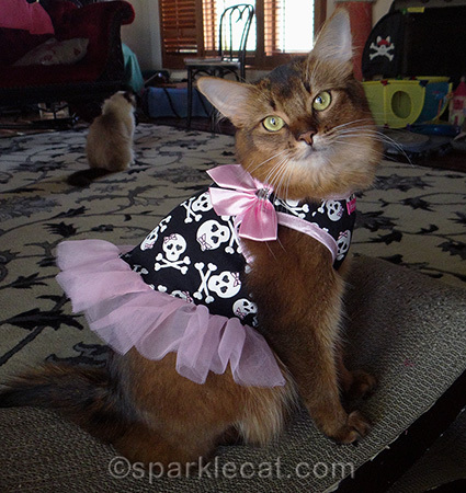But I'm innocent, Mr. Policeman! It was the cat back there that did it.