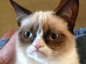grumpy-cat-definitely-did-not-make-100-million