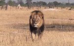 Cecil
