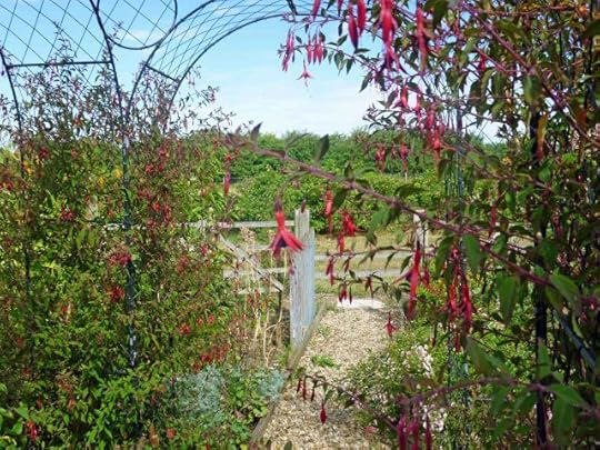 Hardy Fuchsias trained up a wirework arch dome in our front garden.
